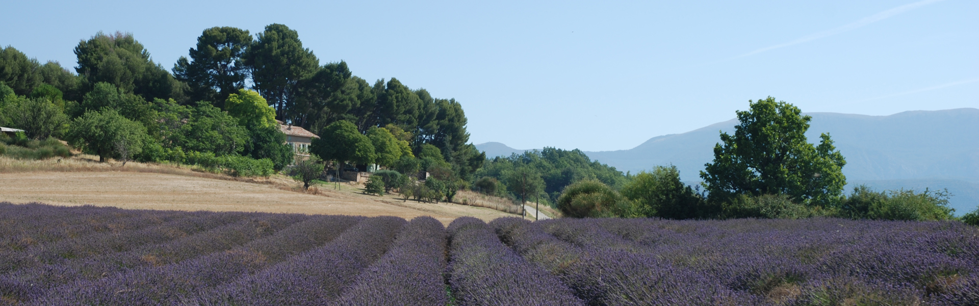 Provence | Regions of France | Green Jersey French Cycling Tours Provence | Regions of France | Green Jersey French Cycling Tours